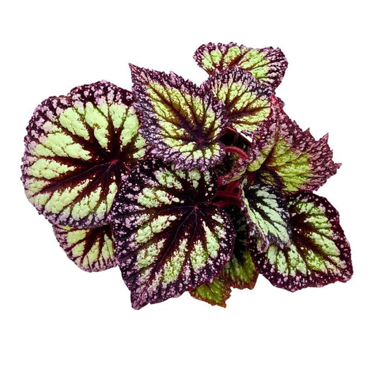 Harmony's Starry Night Begonia Rex, 6 inch Purple Band with White Splash