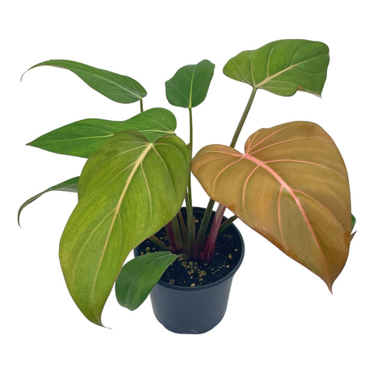 Philodendron Summer Glory, Gloriosum x Mccolleys red Hybrid, 4 inch, Rare Philo