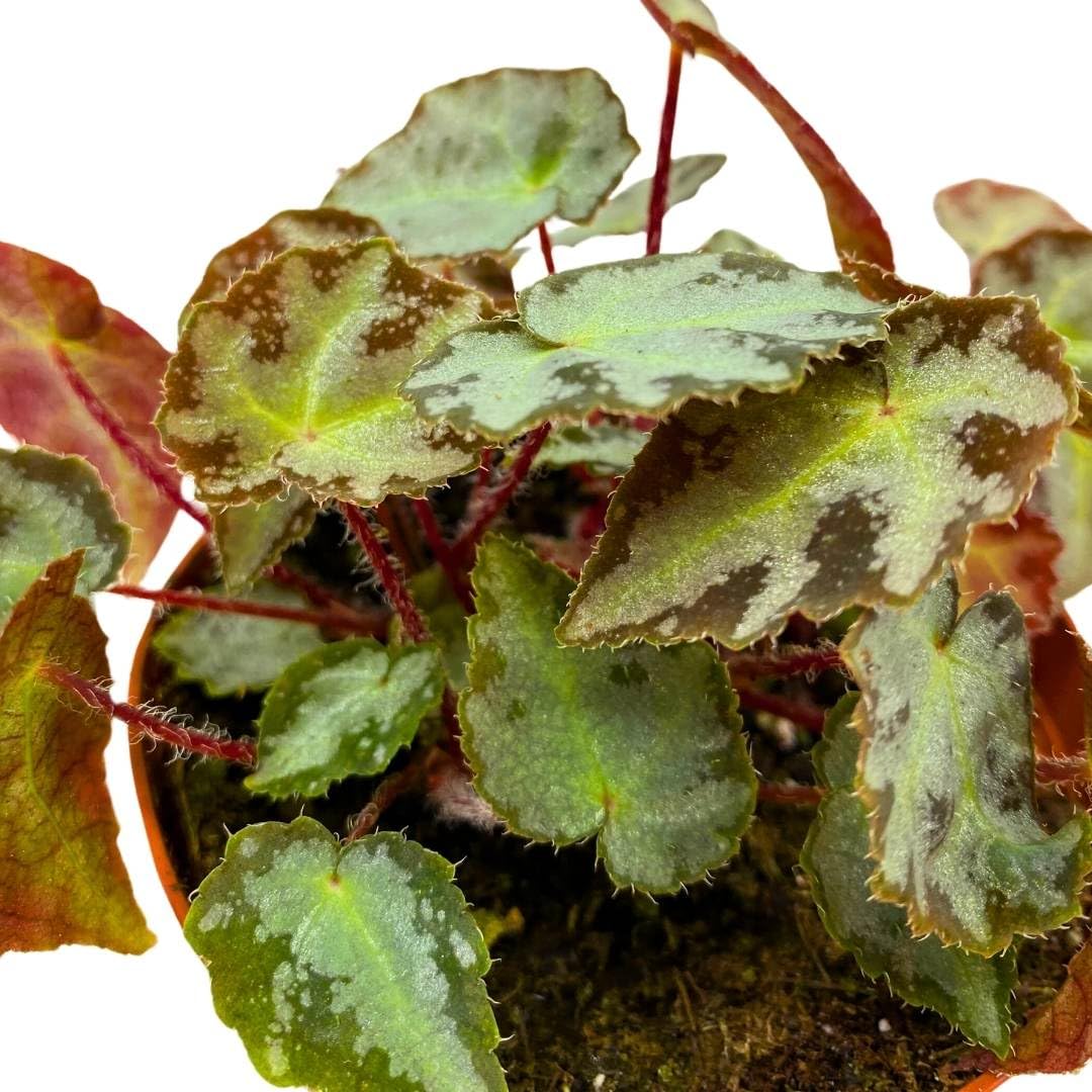 Harmony Foliage Begonia Wiformis 4 inch Rare