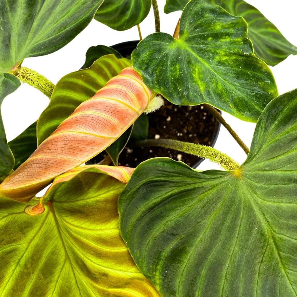 Philodendron Verrucosum 6 inch Deep Green Philo Rare Indoor House Plant