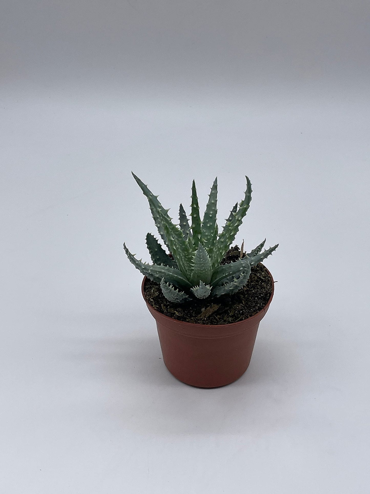 Aloe humilis, 3 inch, Spider Aloe, Dwarf Hedgehog Lace Aloe, Rare Exotic Haworthia