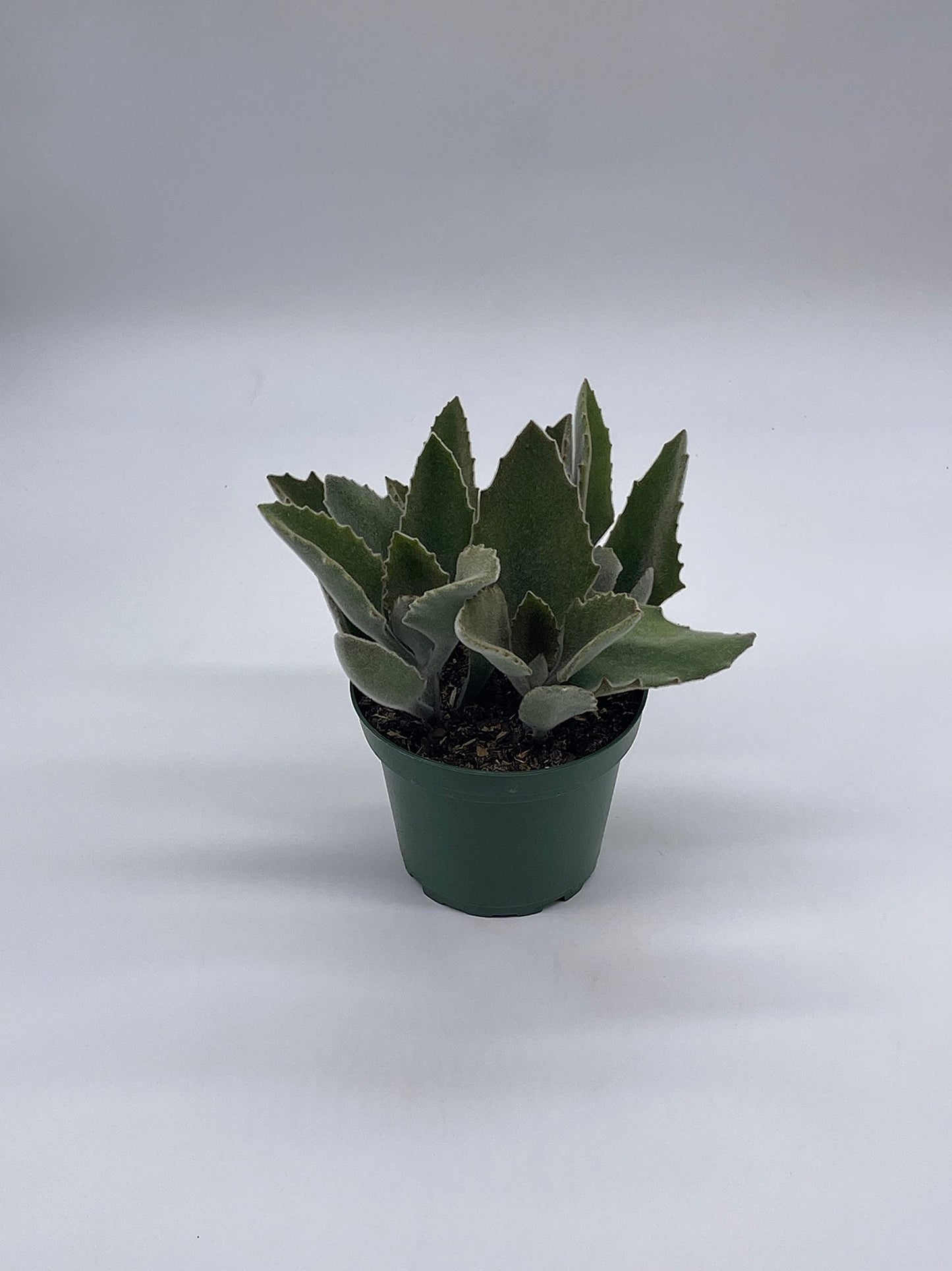 Kalanchoe Beharensis, 4 inch, Donkey Ears, Drake Donkey's Ear Succulent