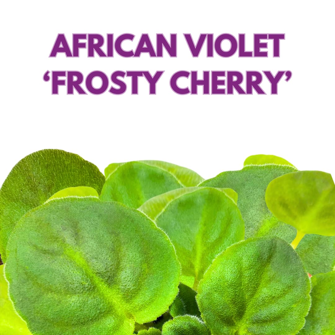 Harmony Foliage African Violet Frosty Cherry 4 inch Red White Flower