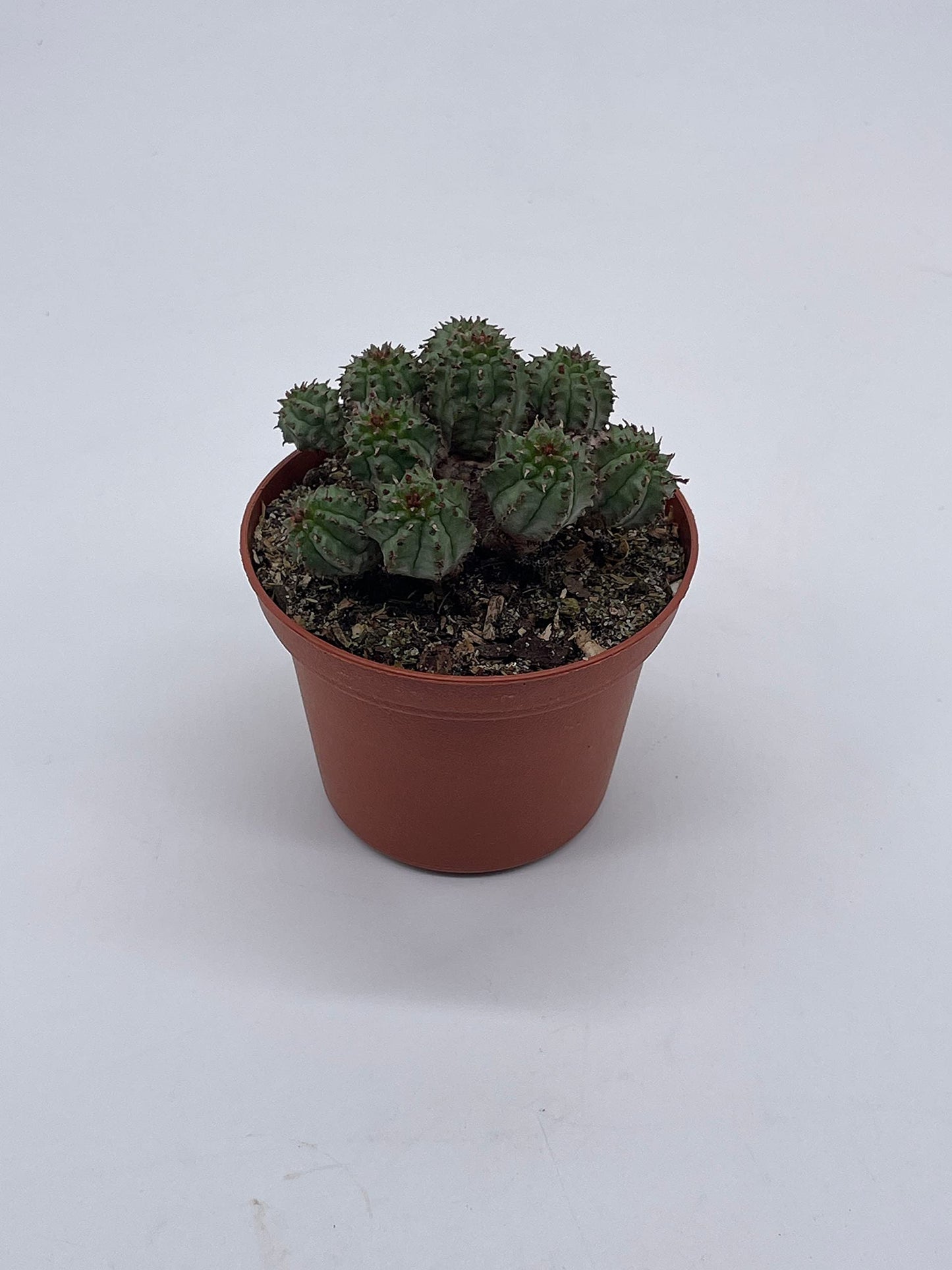 Euphorbia Horrida, 3 inch, African Milk Barrel