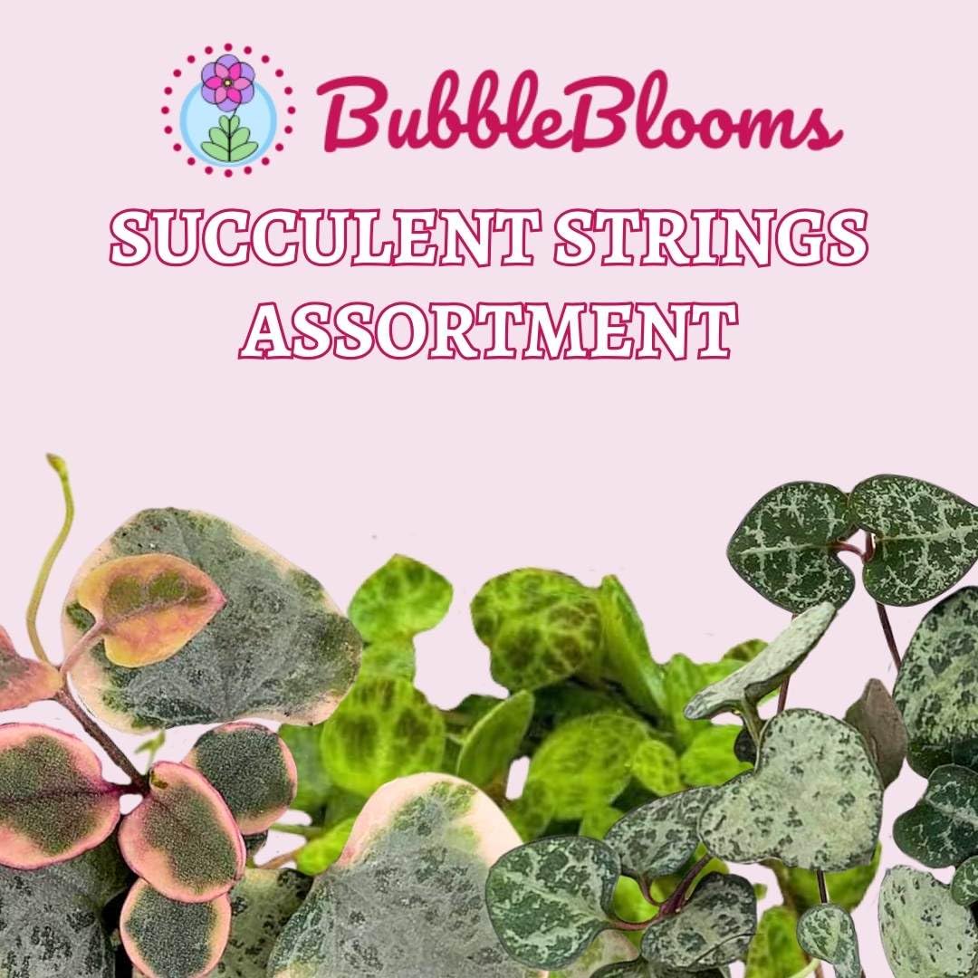 succulent strings BubbleBlooms Succulent Strings Set of 3 in 2 inch pots Grower's Choice May Include Variegated String of Hearts, Turtles, Pearls, Dolphins, Frogs, or