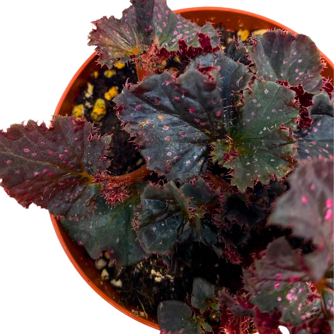 Harmony Foliage Harmony's Midnight Madness Begonia Rex 4 inch Black and Pink