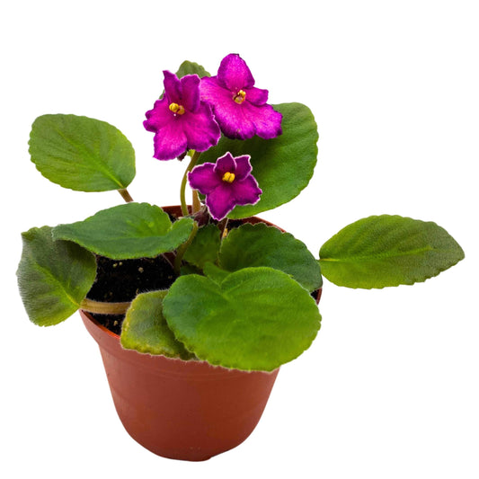 Harmony Foliage Sunset Kiss African Violet Saintpaulia 4 inch