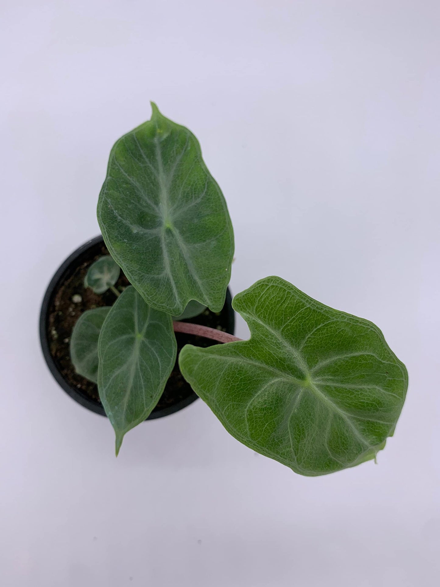 Alocasia Ivory Coast Variegated, Elephant Ear African Plant, Clear Green