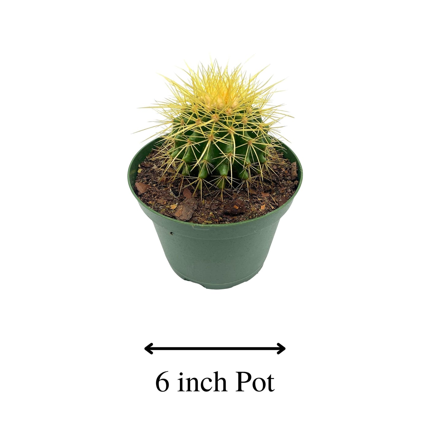 BubbleBlooms Golden Barrel Cactus in a 6 inch Pot Echinocactus Grusonii, Gold Ball Cacti