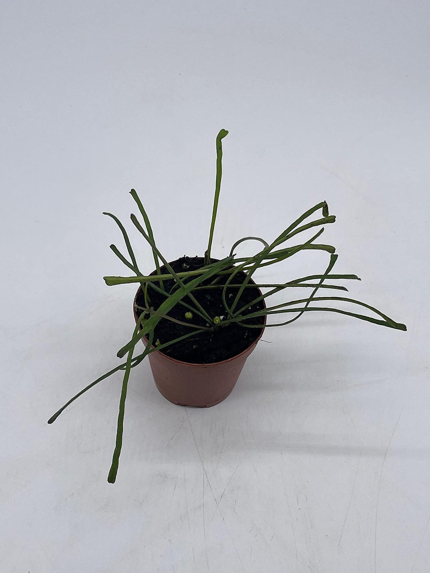 Hoya Retusa in a 2 inch Pot Wax Plant, Wax Vine, and Porcelain Vine