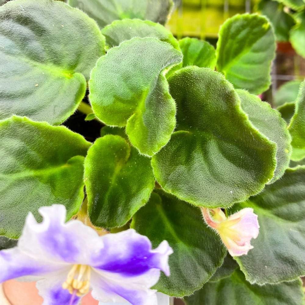 VaT Winter Landscape African Violet, 4 inch, Gesneriad Purple White Variegated Flower