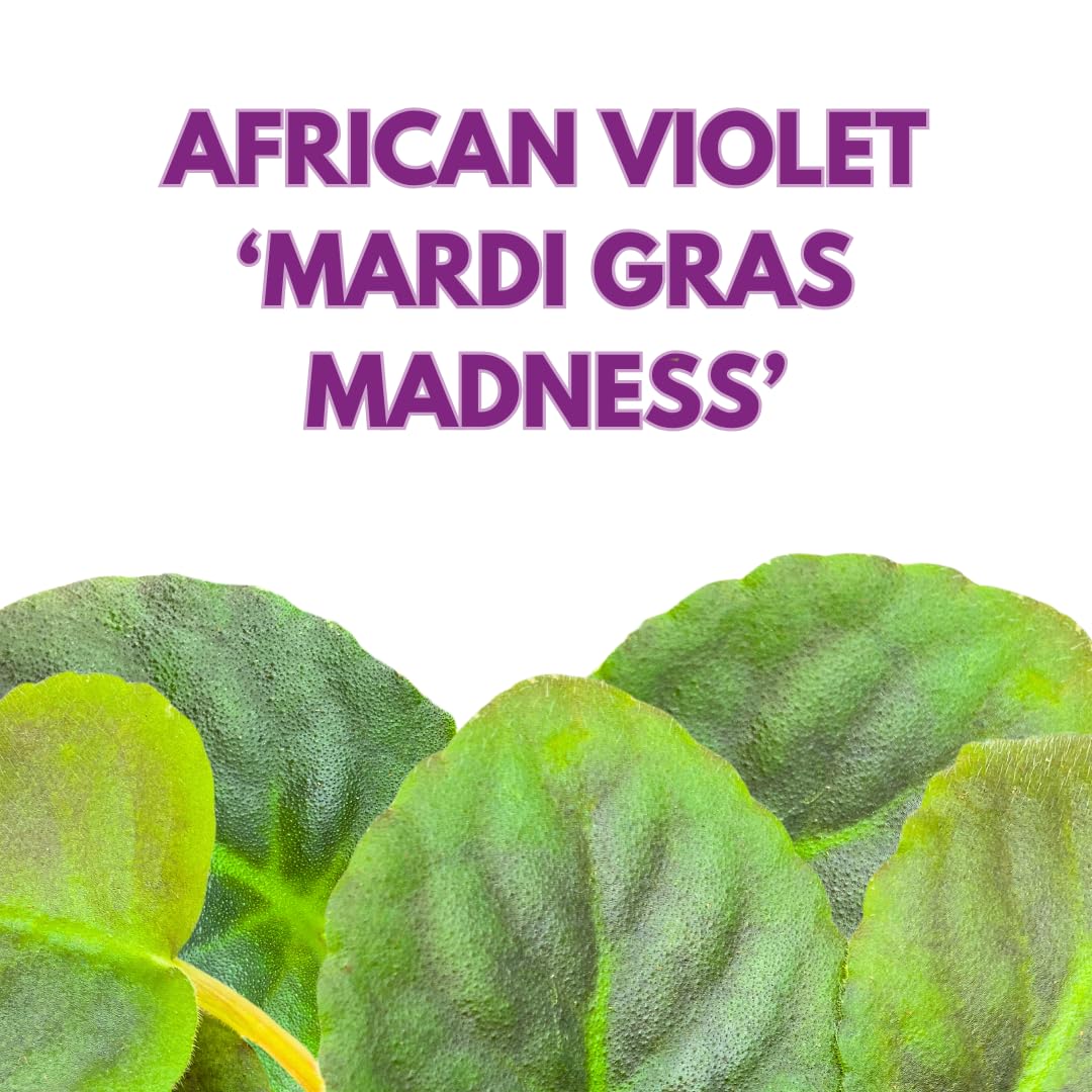 Harmony Foliage African Violet Mardi Gras Madness 4 inch Purple Flower