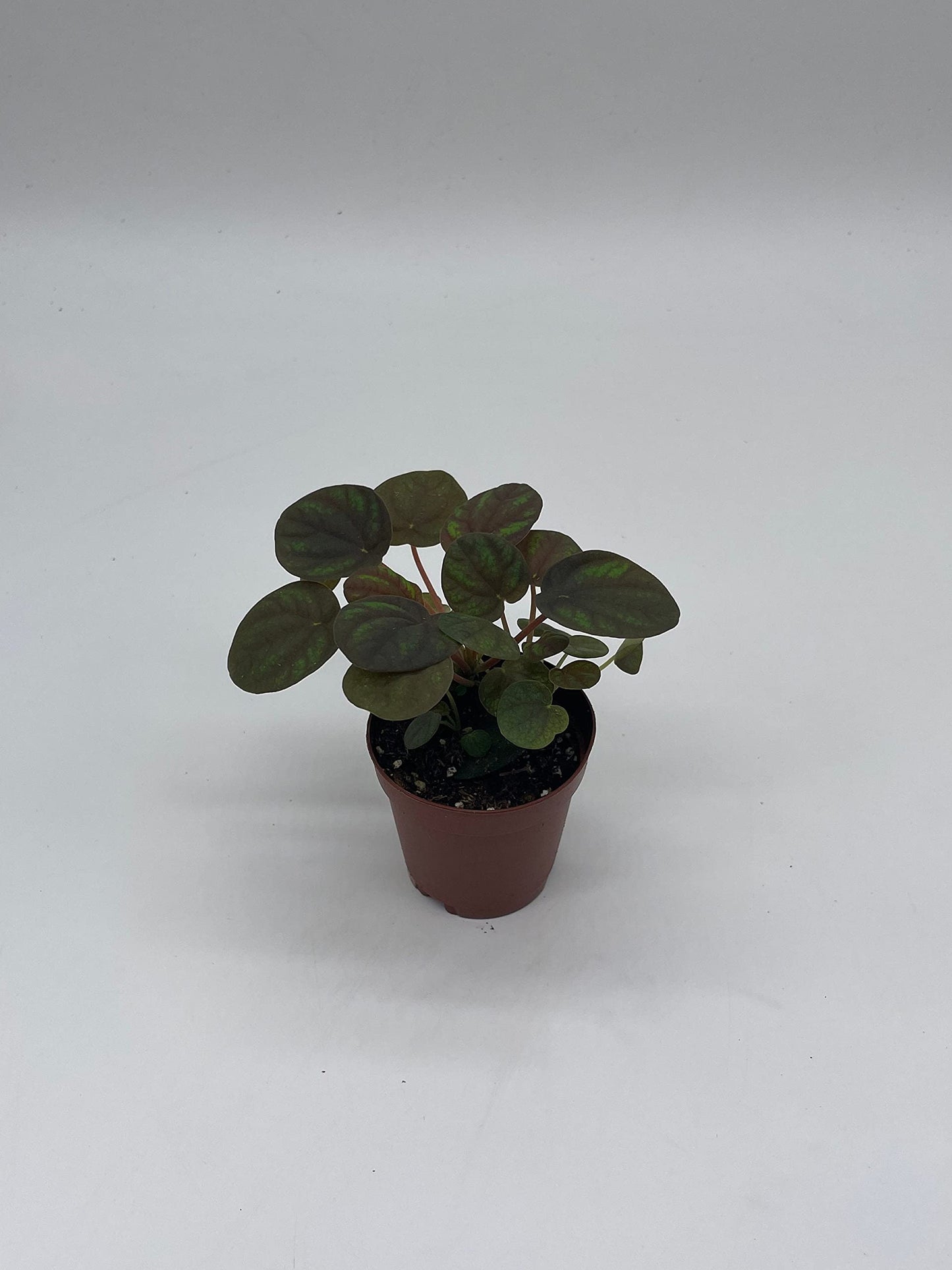 Peppermill Peperomia Frost, 2 inch, (Brownish) Emerald Ripple Pepper, caperata, albovittata