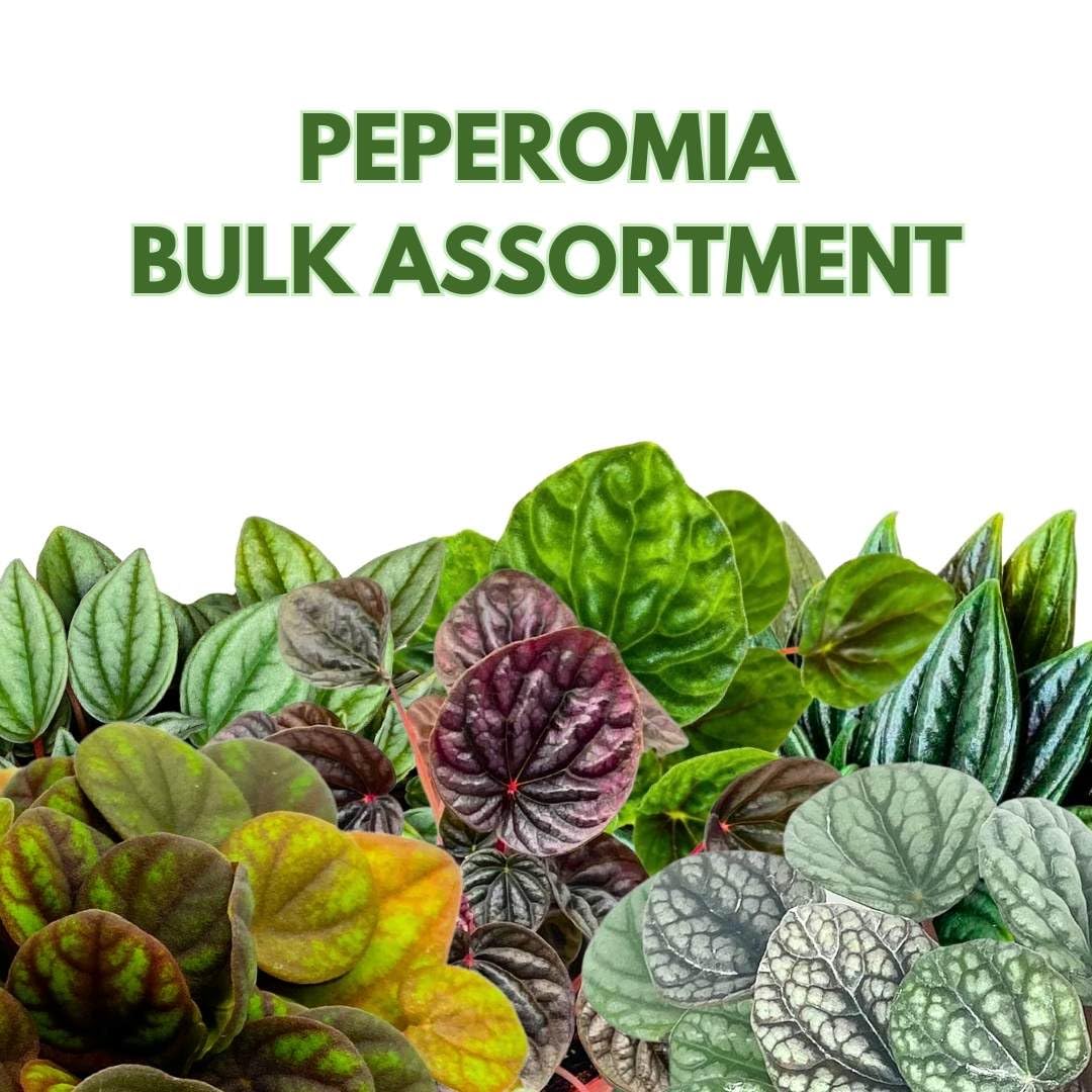 Harmony Foliage Ripple Peperomia Assortment in 4 inch pots 15-Pack Bulk Wholesale