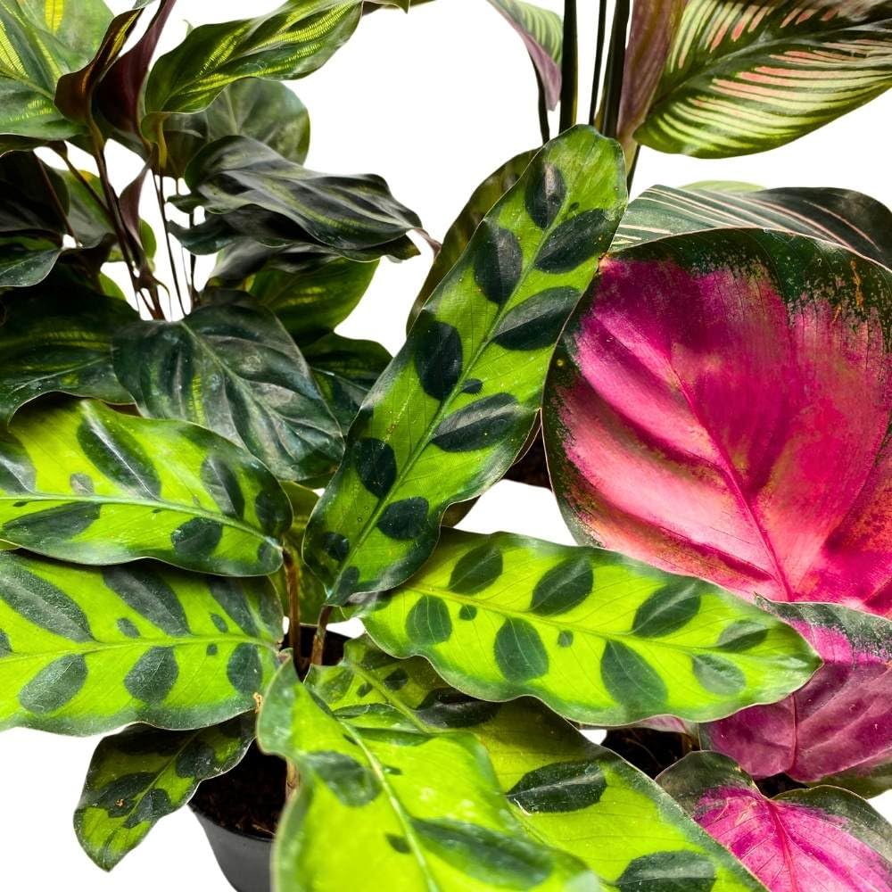 BubbleBlooms Calathea Assortment, 2 inch Set of 5, Peacock Prayer Plant Set Regal Indoor Foliage