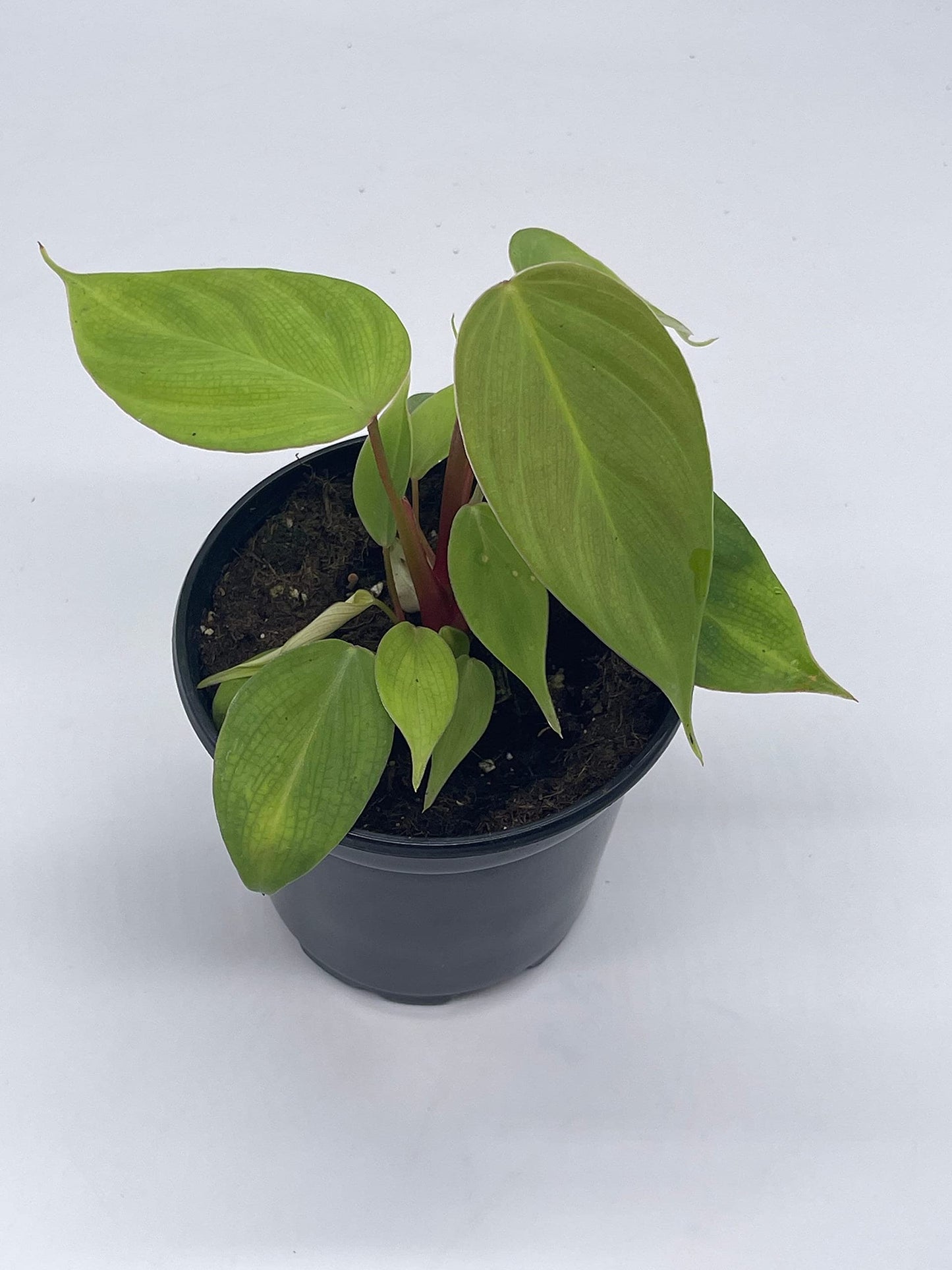 fuzzy petiole philodendron BubbleBlooms Fuzzy Petiole Philodendron Nangaritense in a 4 inch Pot – Florida House Plants