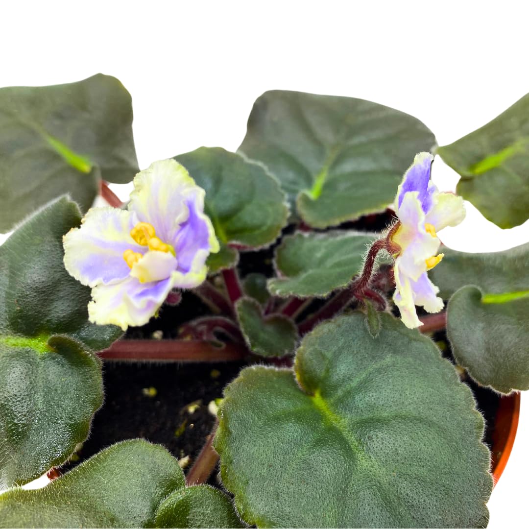 Harmony Foliage African Violet Harmony's Cotton Candy 4 inch White Purple Flower