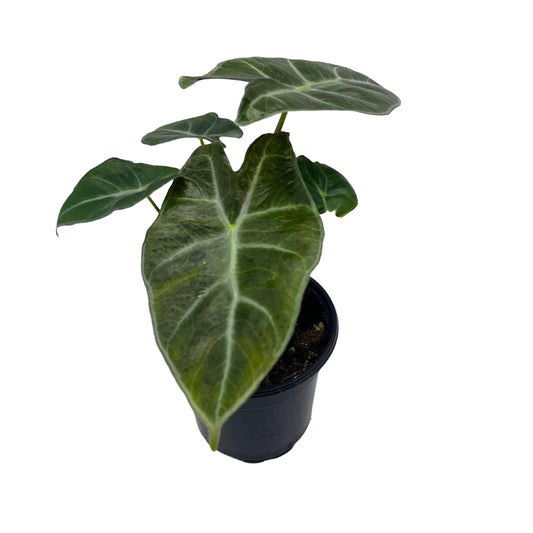 Alocasia Ebony, 4 inch, Jewel Alocasia x Amazonica, Healthy