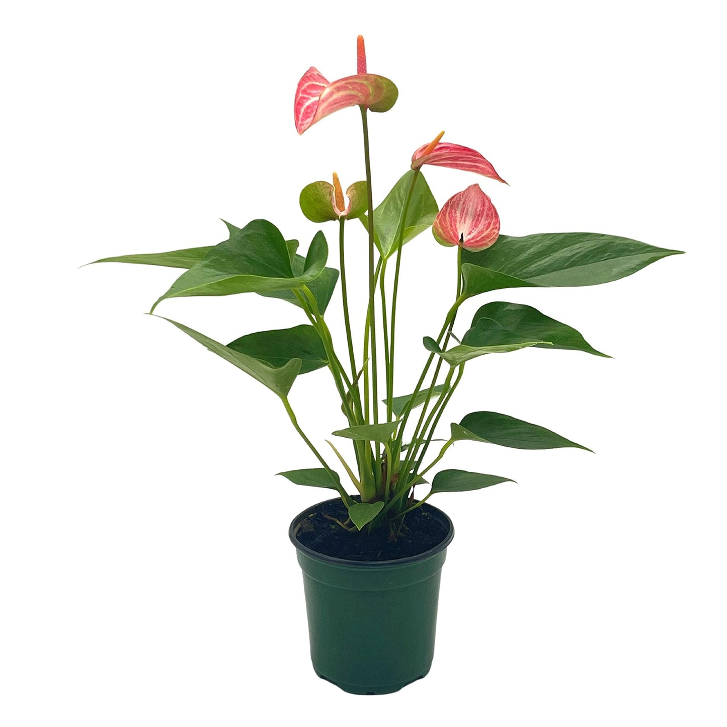 Anthurium Peppermint, 4 inch, Pink and White Sriped Variegated Flowers