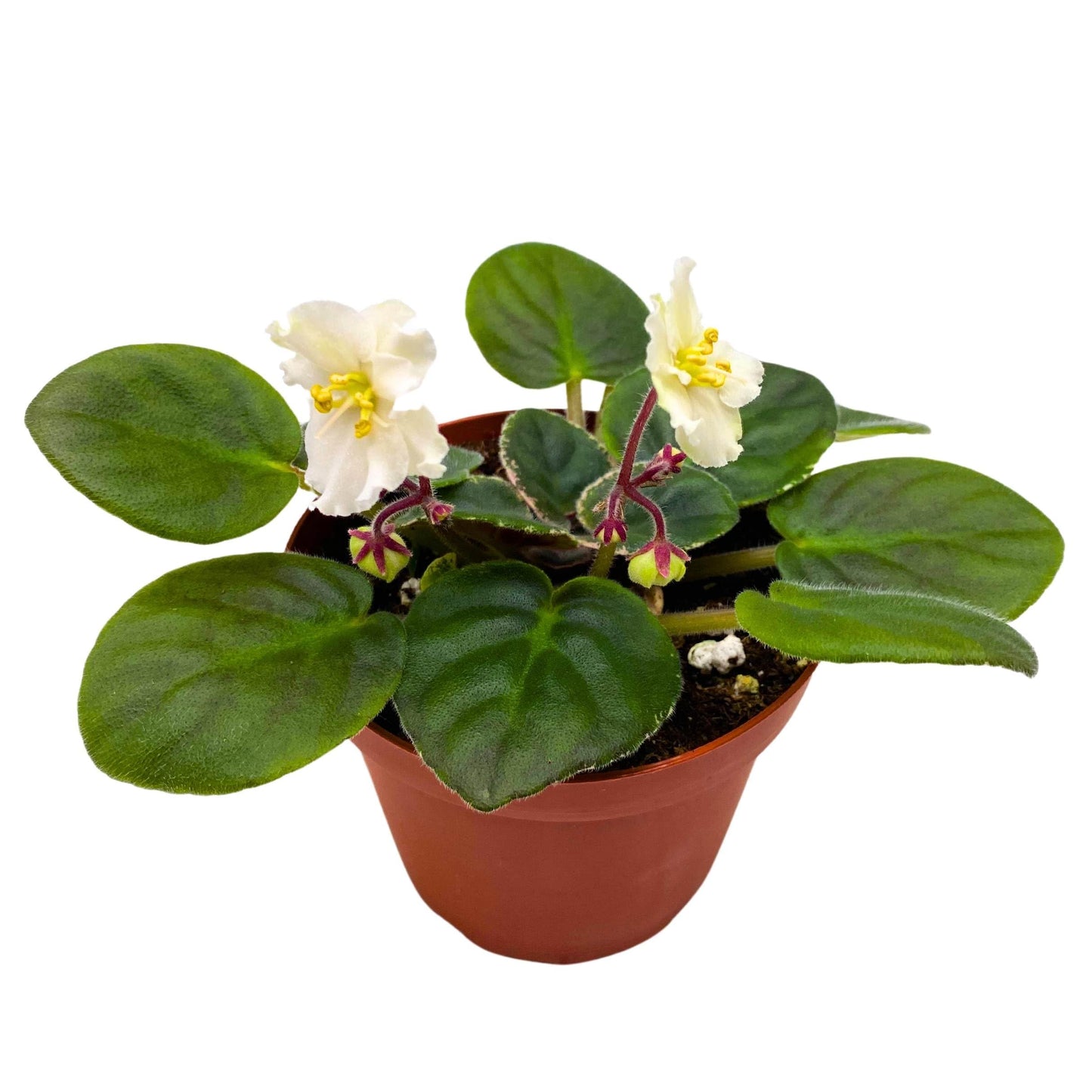 Harmony Foliage Ma's Frogland African Violet Saintpaulia 4 inch