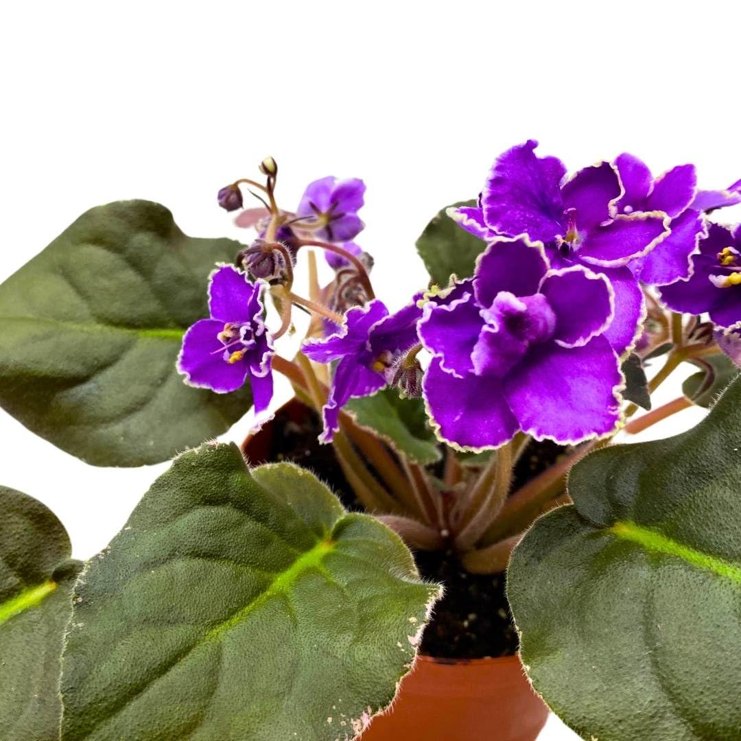 Harmony Foliage African Violet Wrangler's Spanish Cavalier 4 inch