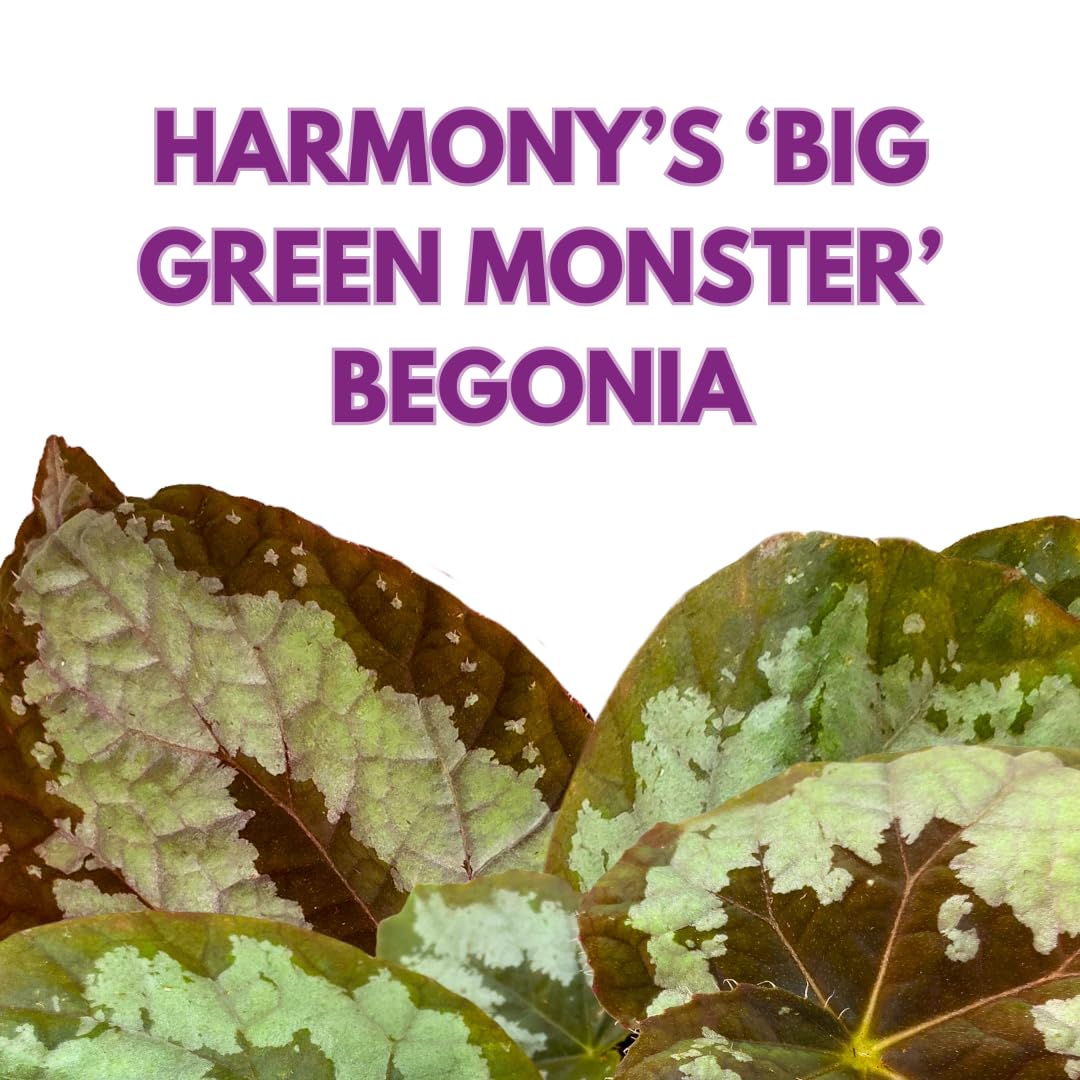 Harmony Foliage Mariana's Monster Begonia Rex 4 inch Big Green Monster Giant Leaf