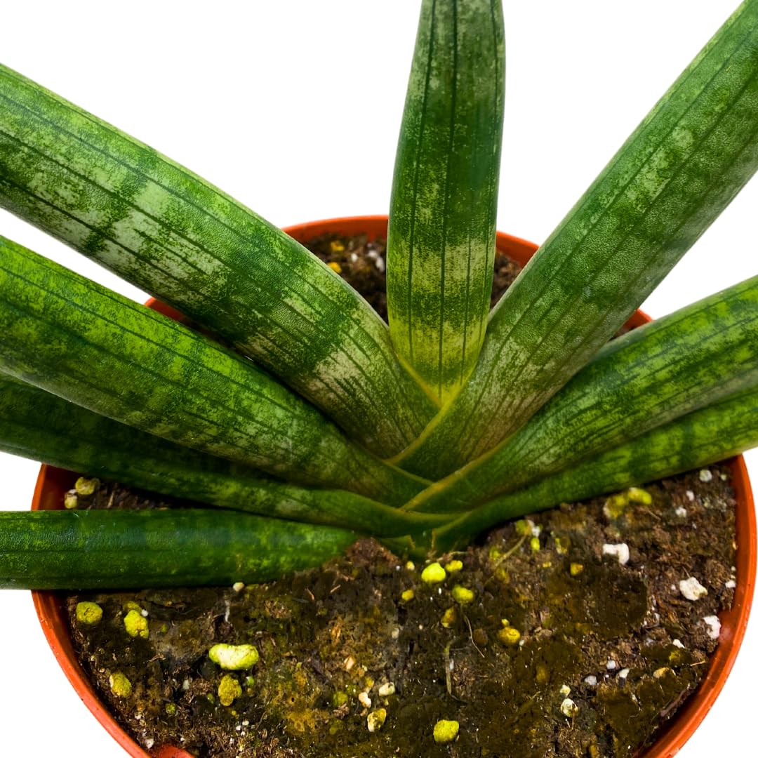 BubbleBlooms Sansevieria Boncel Starfish 6 inch Rare Snake Plant