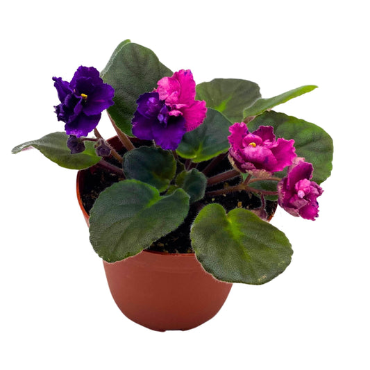 Harmony Foliage Suncoast Coral Razz African Violet Saintpaulia 4 inch