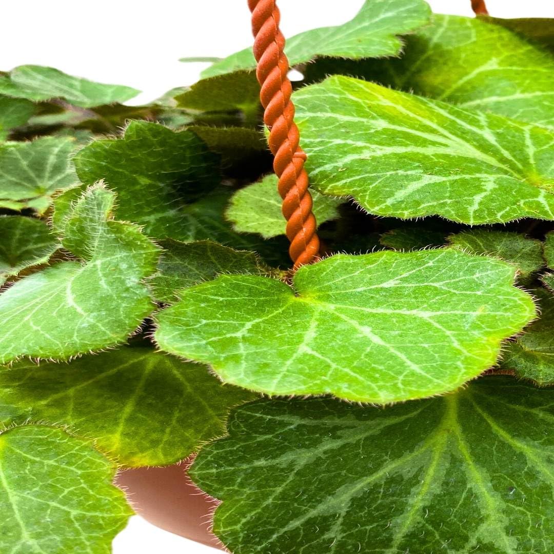 Harmony Foliage Strawberry Begonia Creeping Saxifraga in a 6 inch Hanging Basket