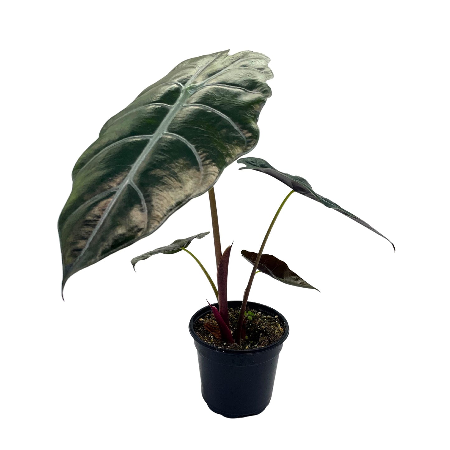 Alocasia Chantrieri, 4 inch Hybrid of Cuprea X Sanderiana