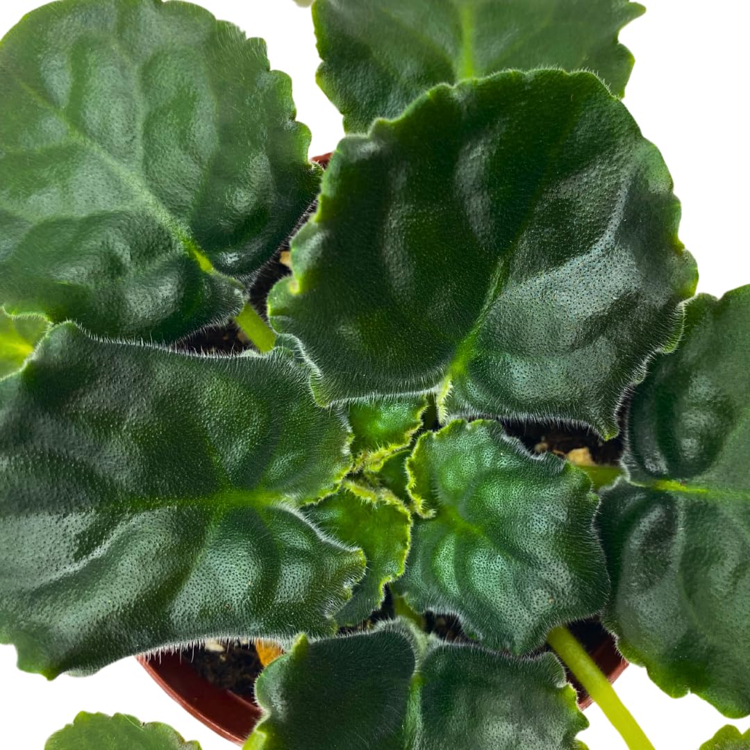 Harmony Foliage African Violet Cajun's Royal Knockout 4 inch Purple Ruffle Flower