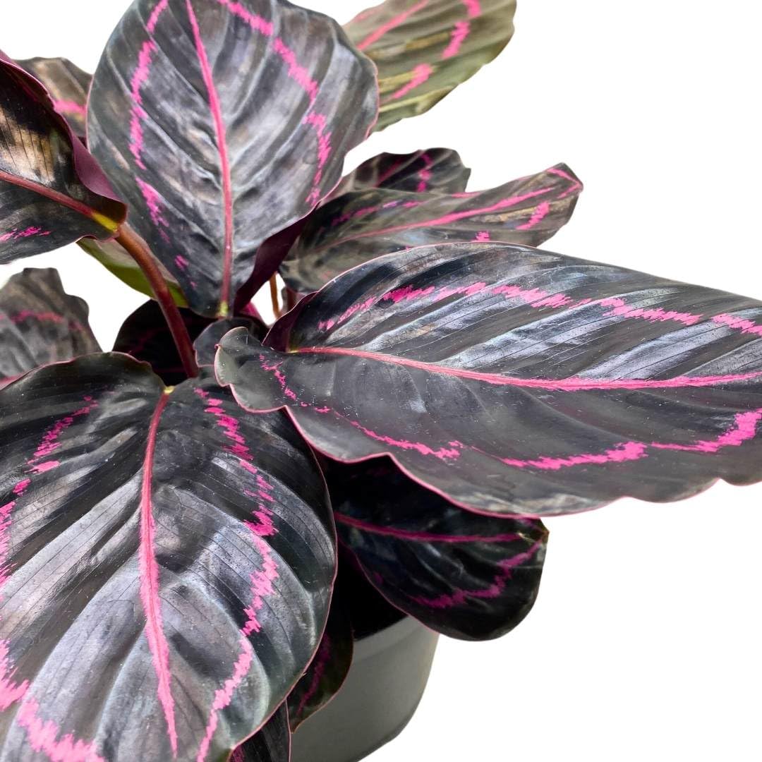 BubbleBlooms Calathea Dottie Black Rose Roseopicta in a 4 inch Pot