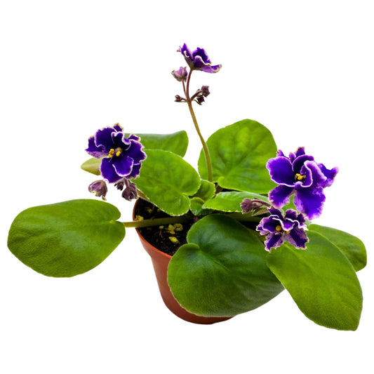 Harmony Foliage Rebel's Wild Wings African Violet Saintpaulia 4 inch