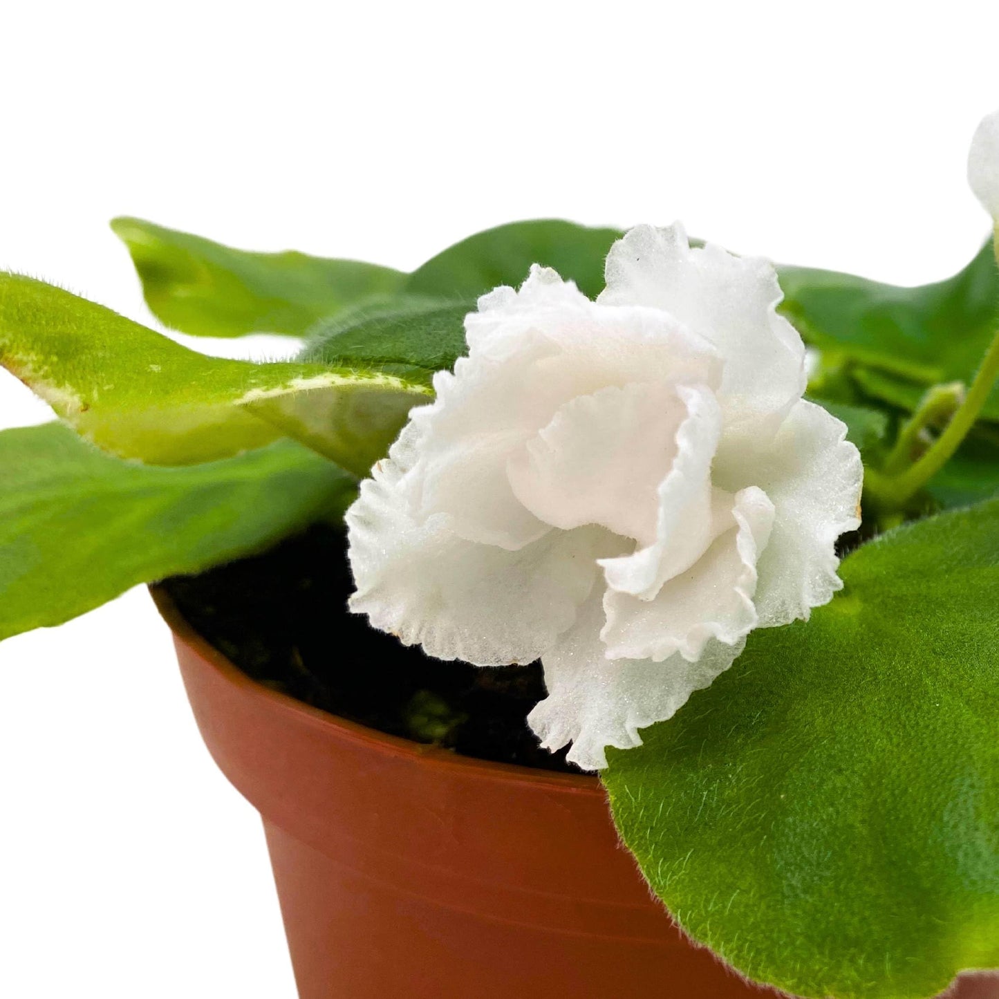 Harmony Foliage White Magic African Violet Saintpaulia 4 inch