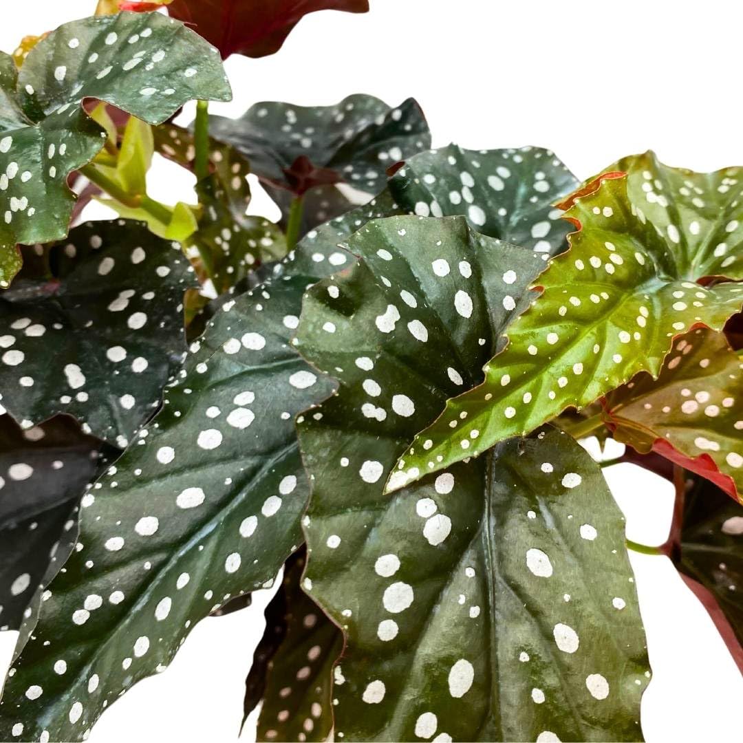 Harmony Foliage Angel Wing Cane Begonia Dark Forest 4 inch