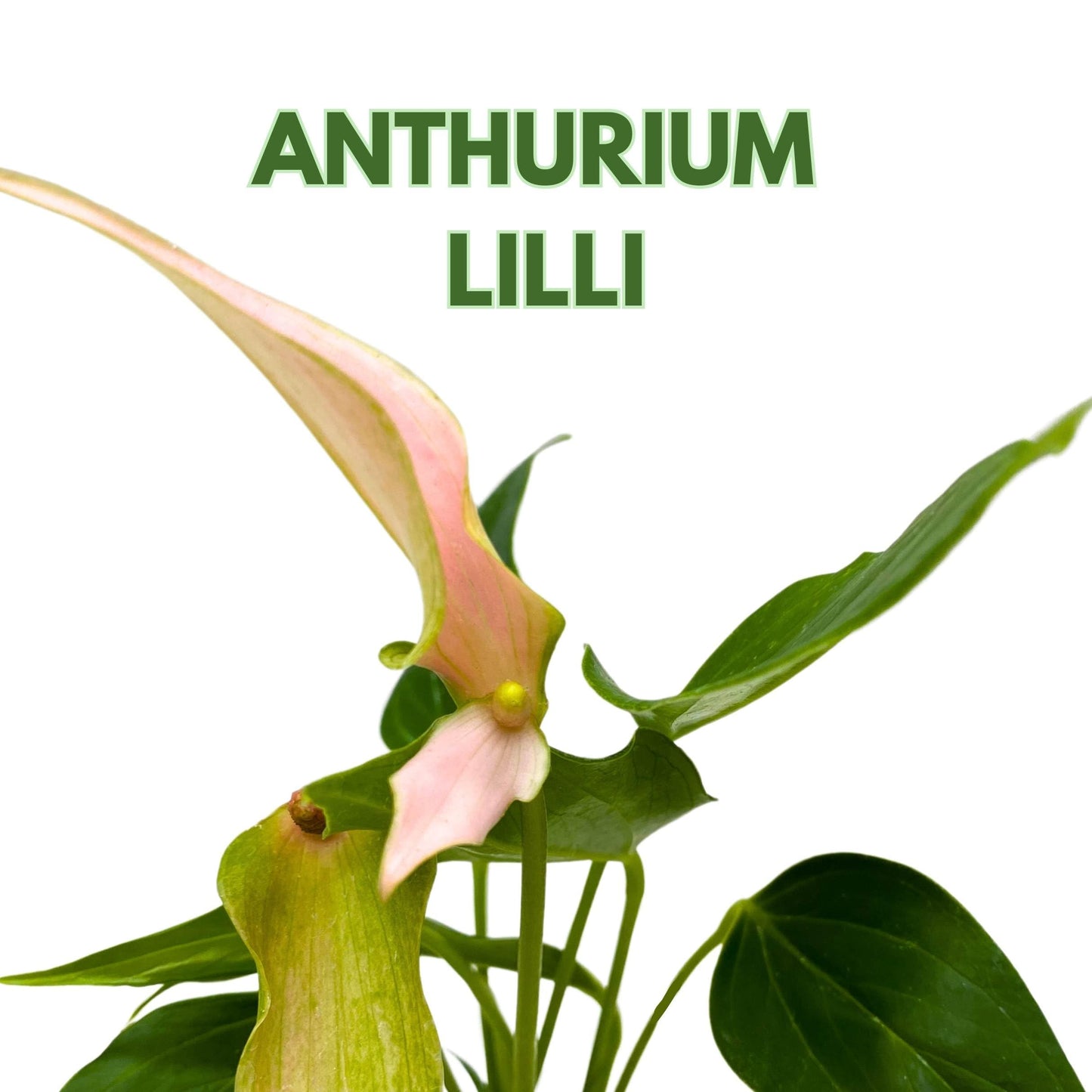 BubbleBlooms Anthurium Lilli 2 inch Pink Flower