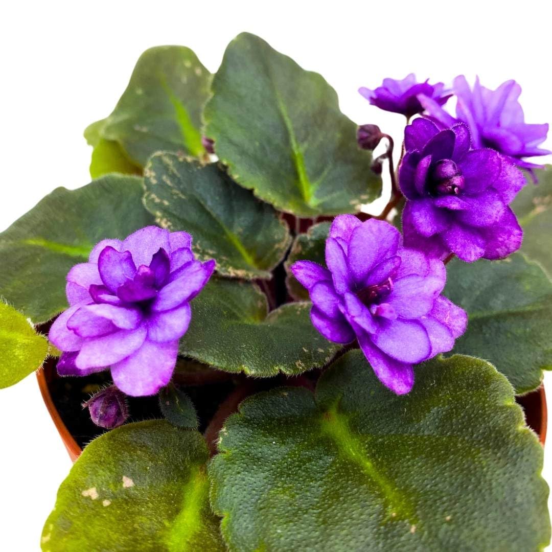 Harmony Foliage African Violet Fisherman's Paradise 4 inch Gesneriad