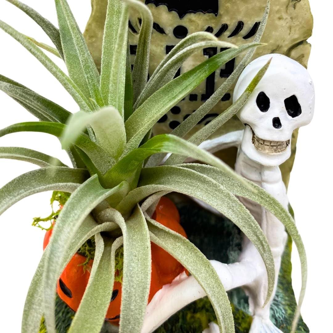 BubbleBlooms Halloween Skeleton Tombstone Air Plant Holder Resin Art Sculpture Hand Made