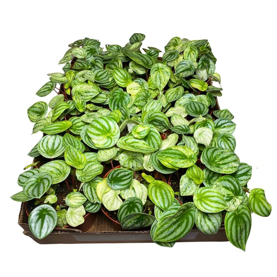 Harmony Foliage Harmony's Gold Dust Variegated Watermelon Peperomia in 4 inch pots 30-Pack Bulk Wholesale Plants