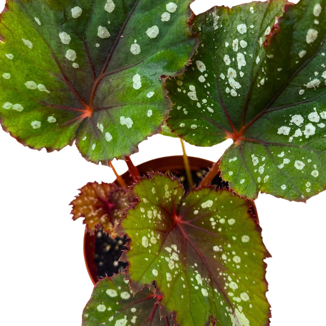 Harmony Foliage Harmony's Mary Jane Begonia Rex 4 inch