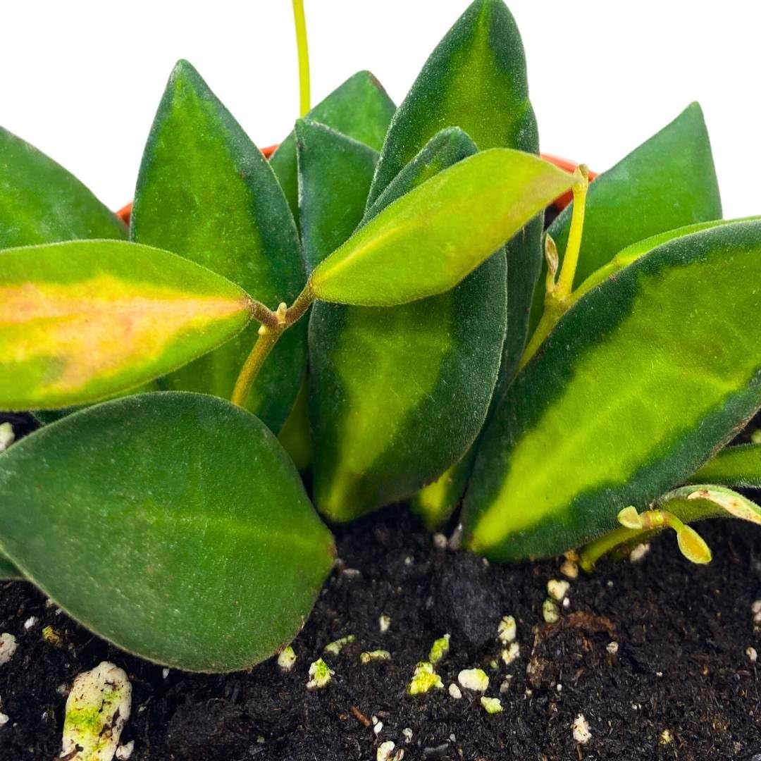 BubbleBlooms Hoya Burtoniae Variegated Ds-70 in a 4 inch Pot