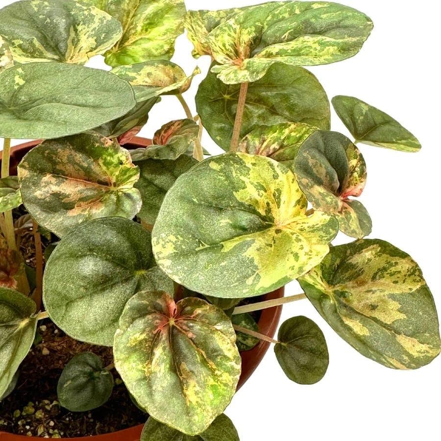 BubbleBlooms Harmony's Peperomia Pink Lady, 4.5 inch Pot, Very Rare Pink Marble Platinum Silver Leaf Peperomia