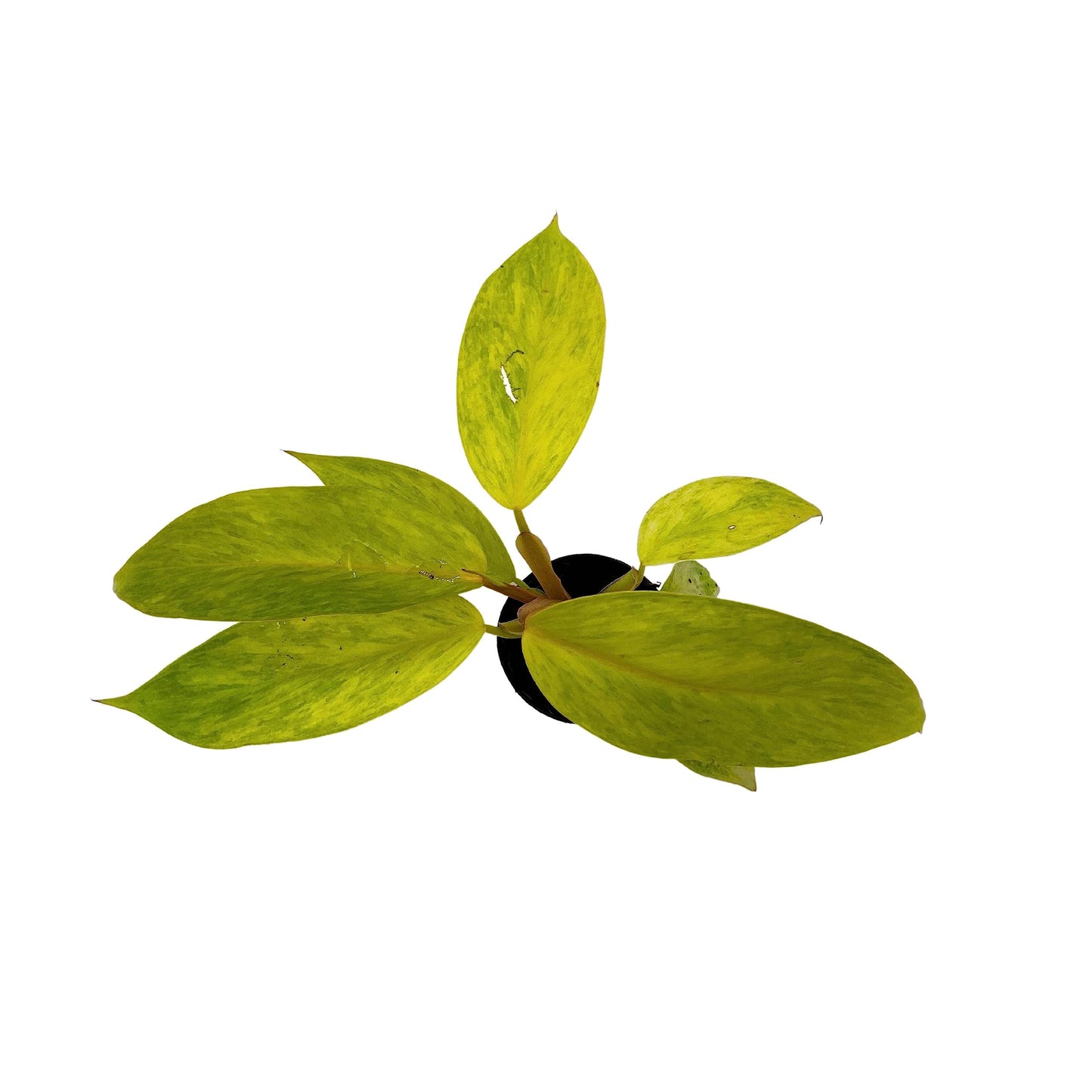 BubbleBlooms Philodendron Painted Lady, Philodendron Erubescens, Variegated Philo in 2 inch Pot