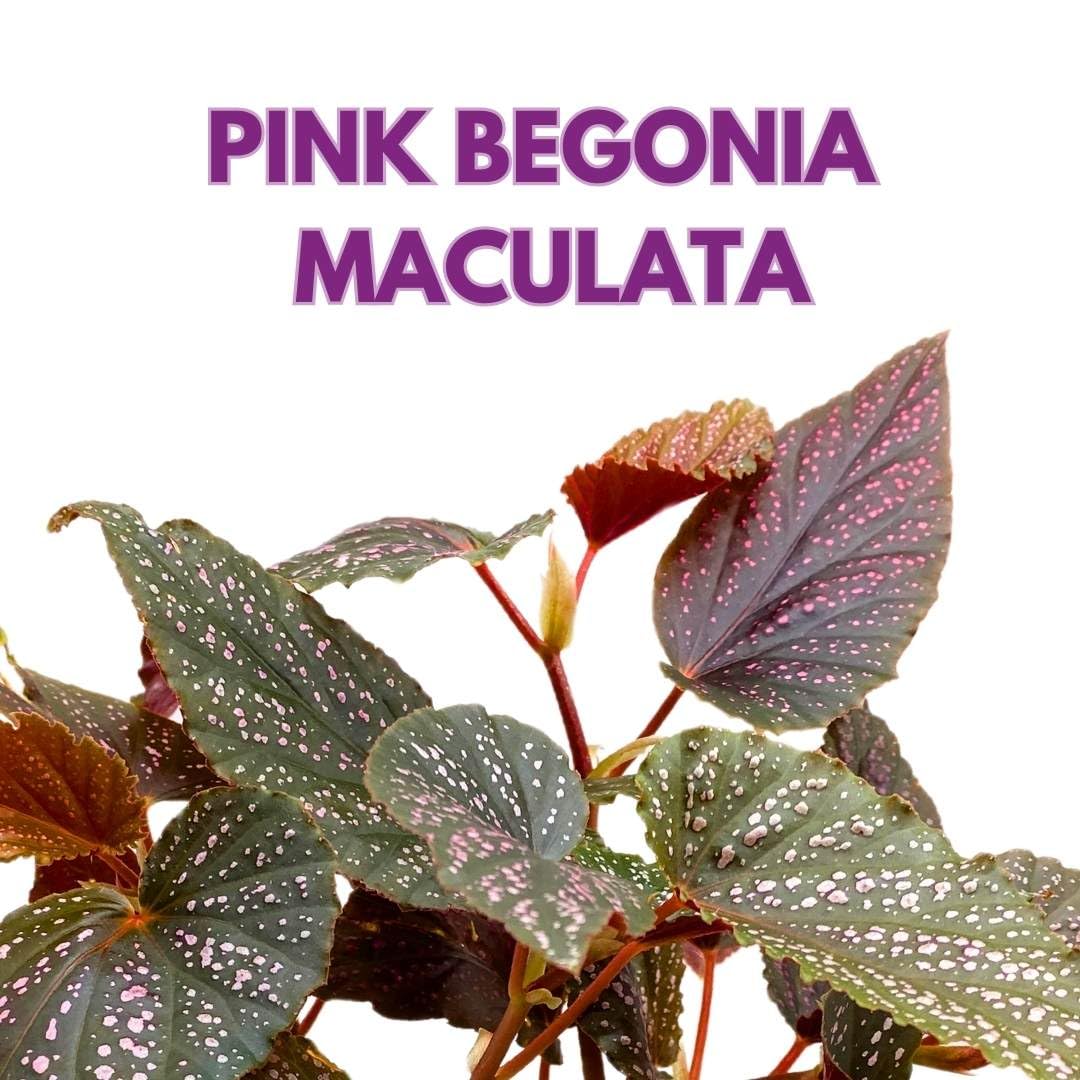 Begonia Benigo Pink Angel Wing Cane Begonia 4 inch Pink Polka Dot Maculata