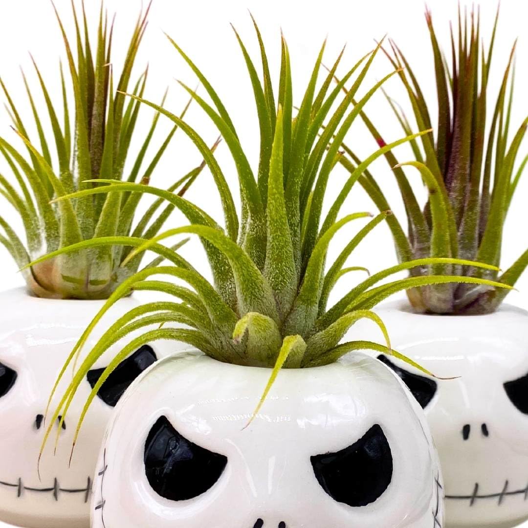 BubbleBlooms Halloween Mr. Bones Set of 3 Skull Air Plant Holder Resin Art Sculpture Hand Made