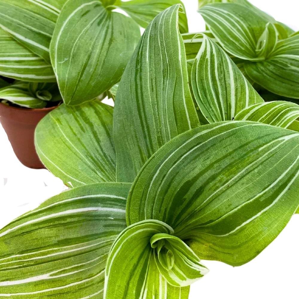 Green and White Wandering Dude 2 inch Set of 3 Tradescantia albiflora albo-vittata fluminensis Tiny Mini Pixie Plants