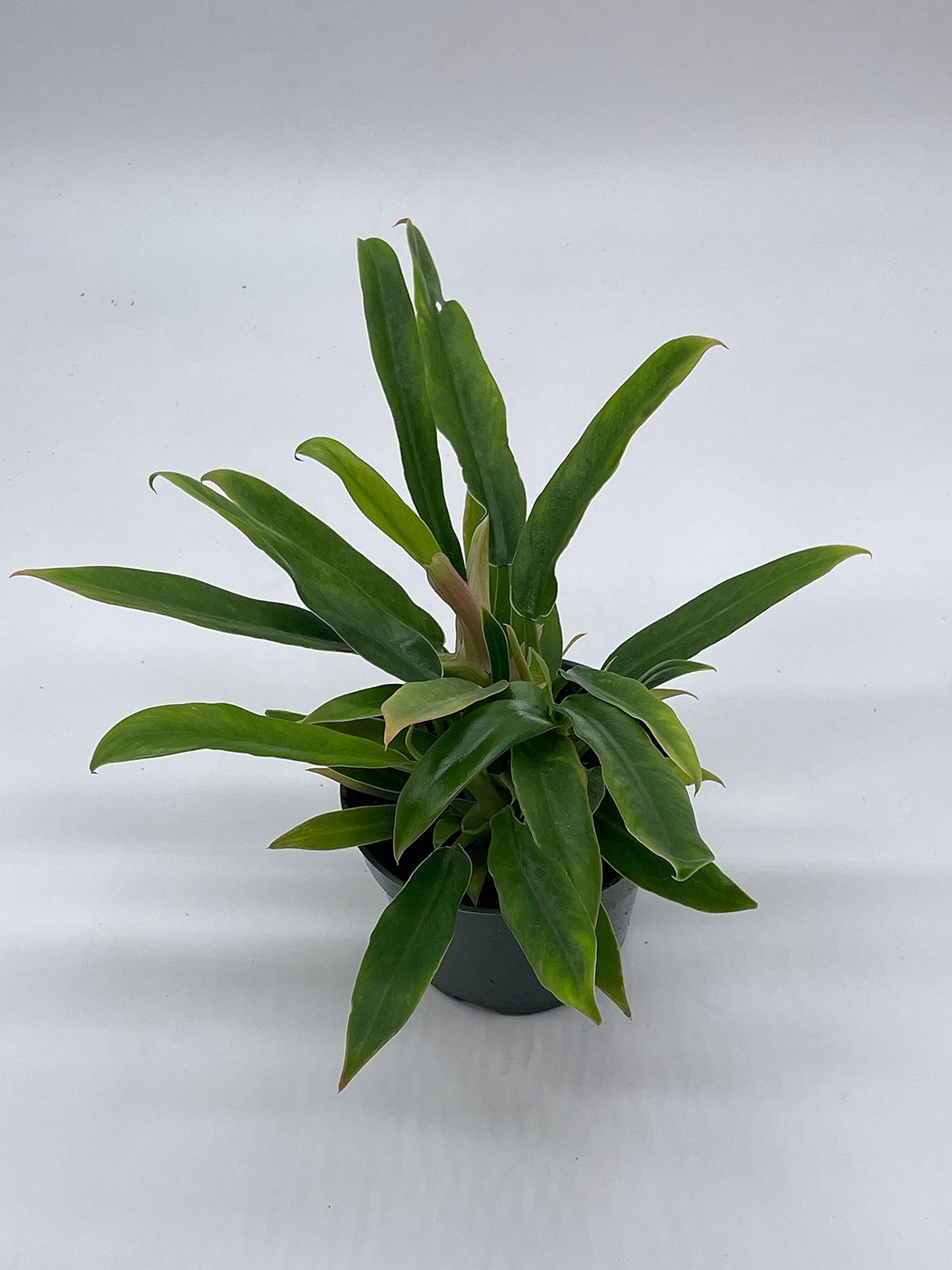 Philodendron Narrow, 4 inch