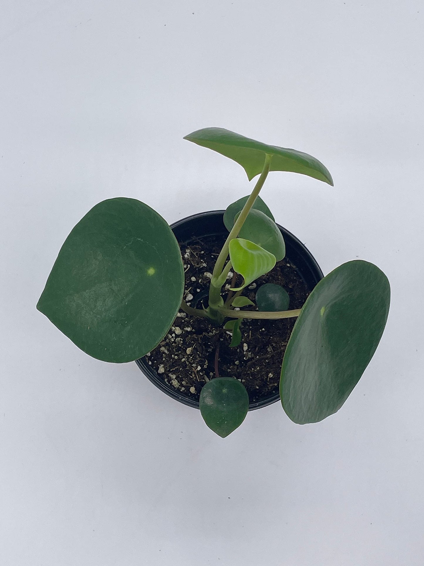 Peperomia Polybotrya, 4 inch, Raindrop Tear Drop Pilea Pixie