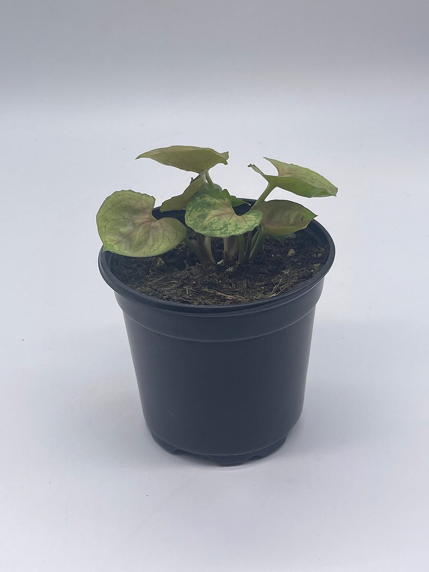 Syngonium Podophyllum, Mango Allusion, 4 inch, Arrowhead Vine