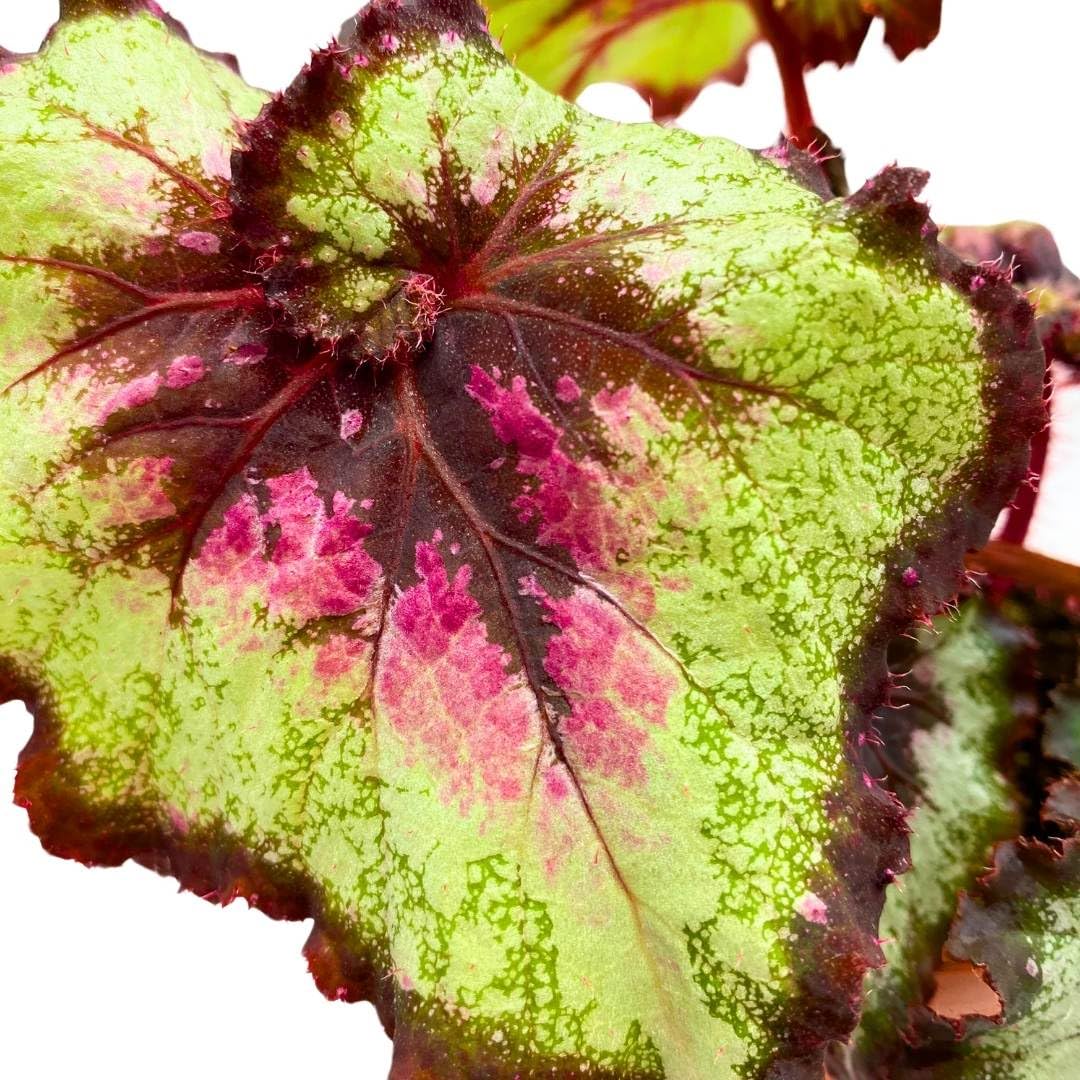 Harmony Foliage Begonia Rex Harmony's Galaxy 4 inch New Hybrid